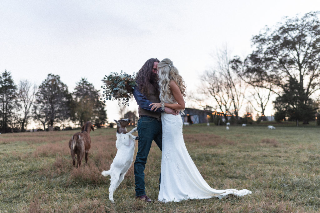 Bride and groom steal a moment together while a little goat tries to eat the wedding flowers